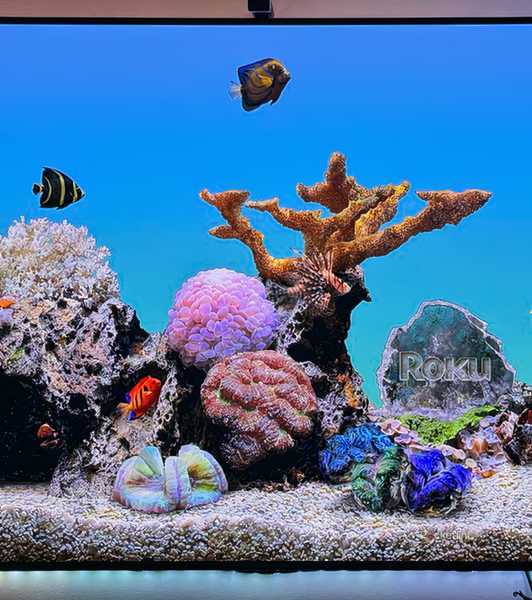 Roku OS Aquarium screensaver.